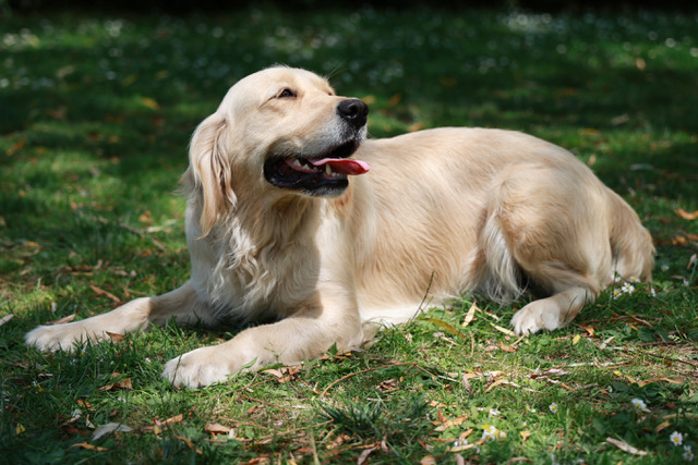 Golden retriever femelle adulte Sally