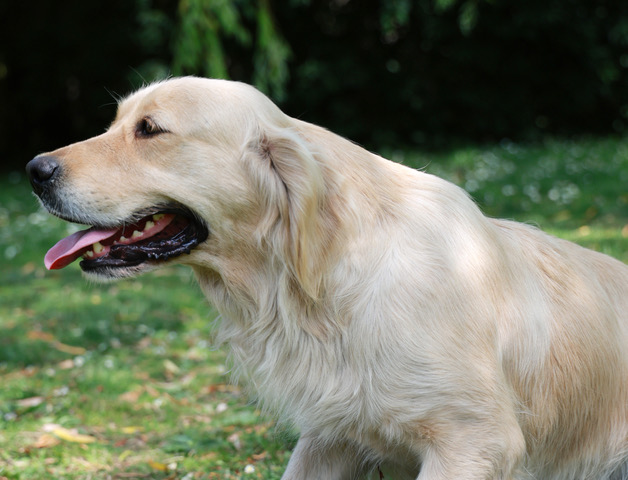 Golden retriever femelle adulte Sally