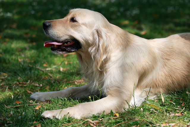 Golden retriever femelle adulte Sally