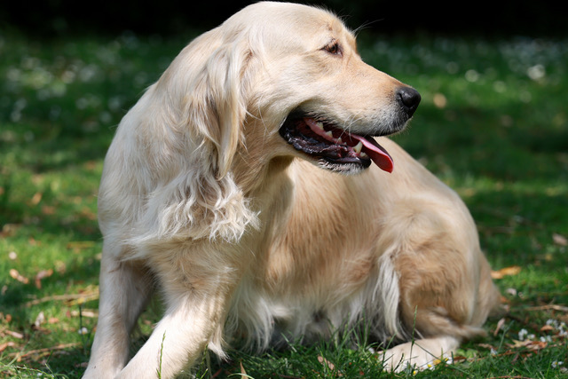 Golden retriever femelle adulte Sally