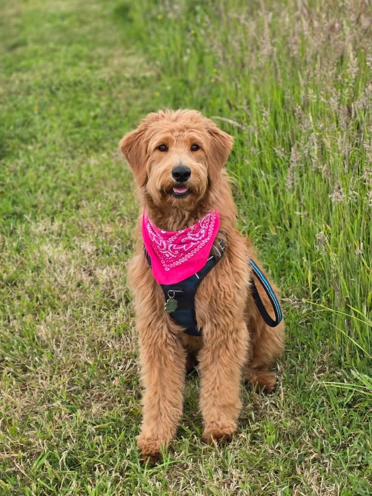Goldendoodle