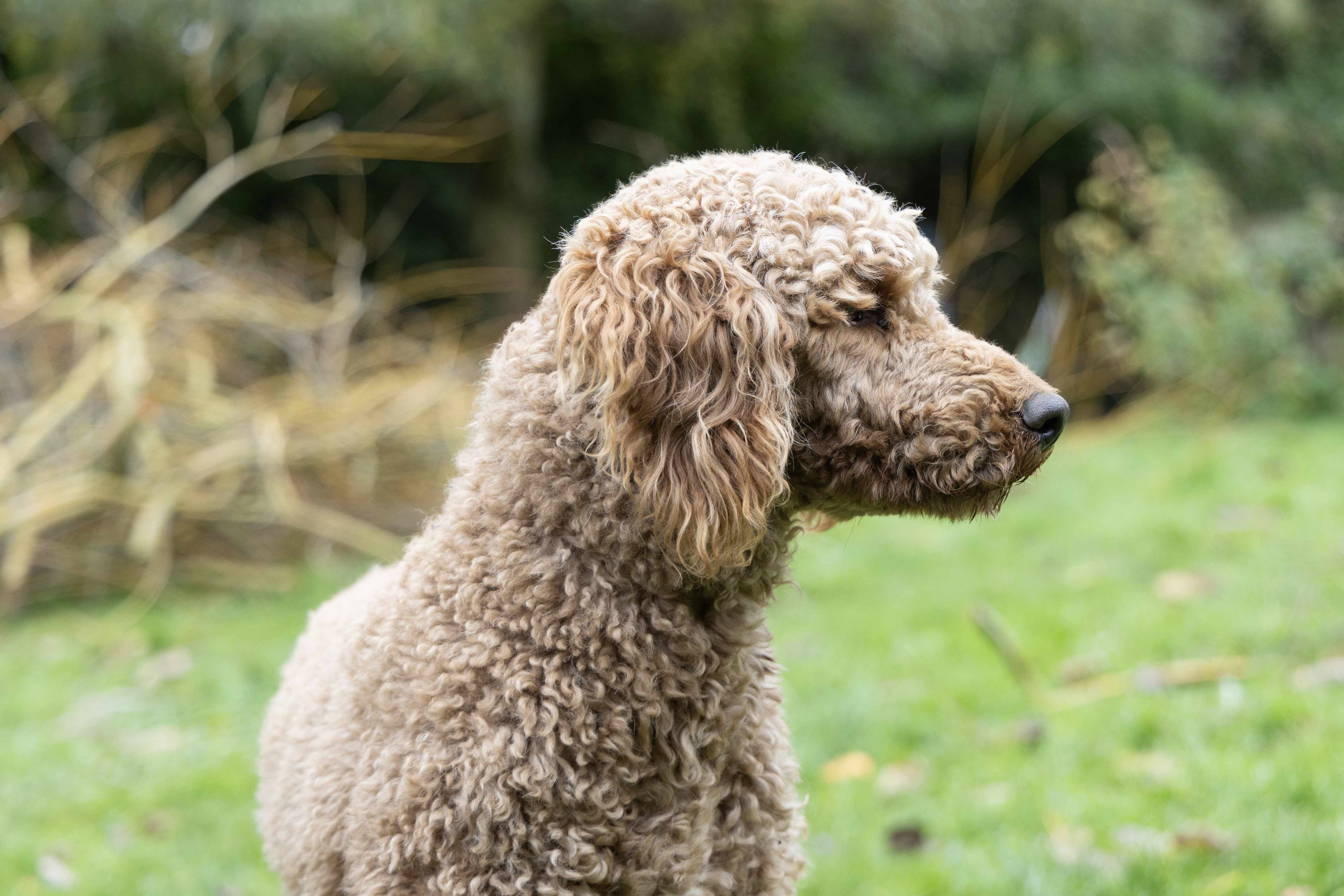 caniche royal oui oui