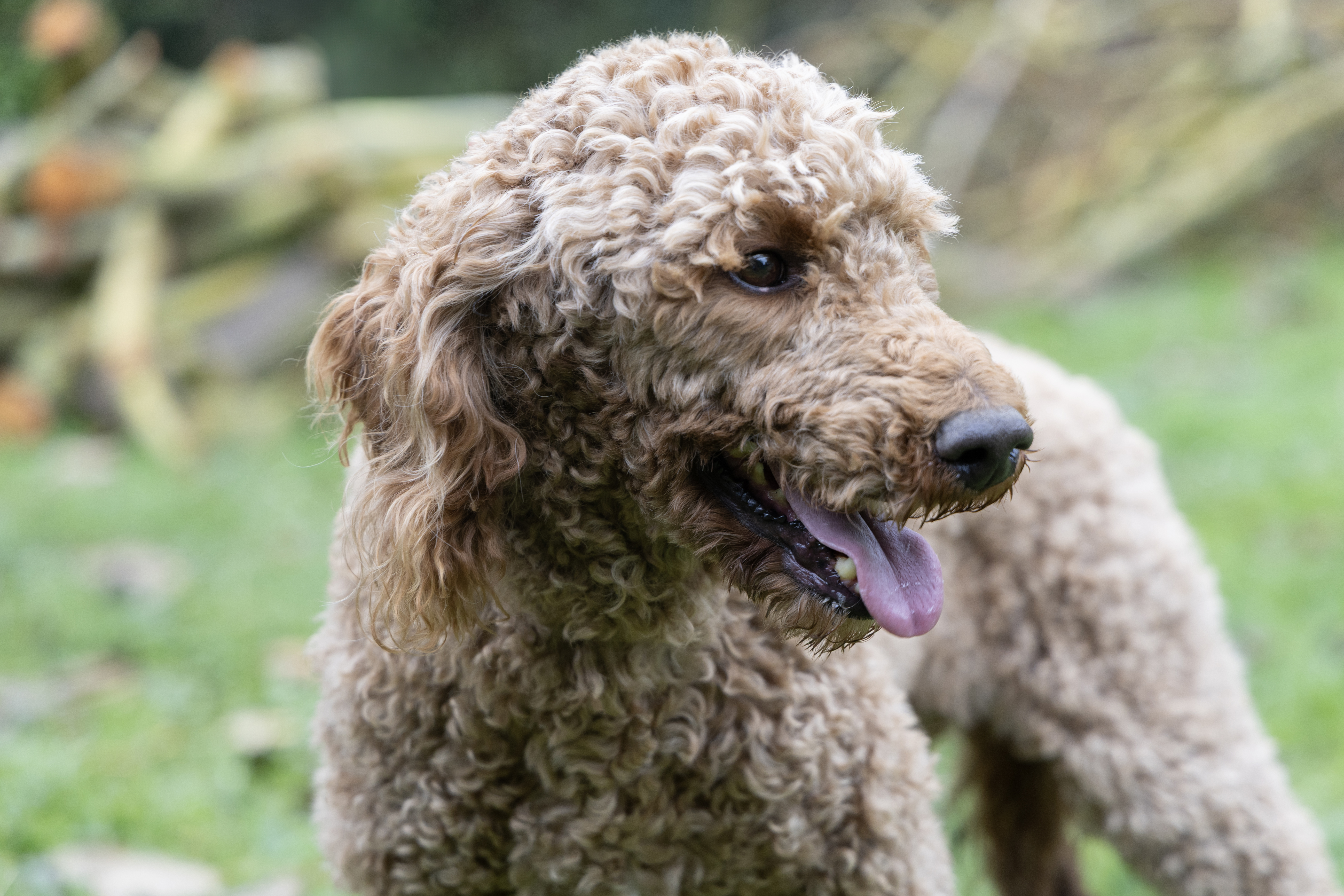 caniche royal oui oui