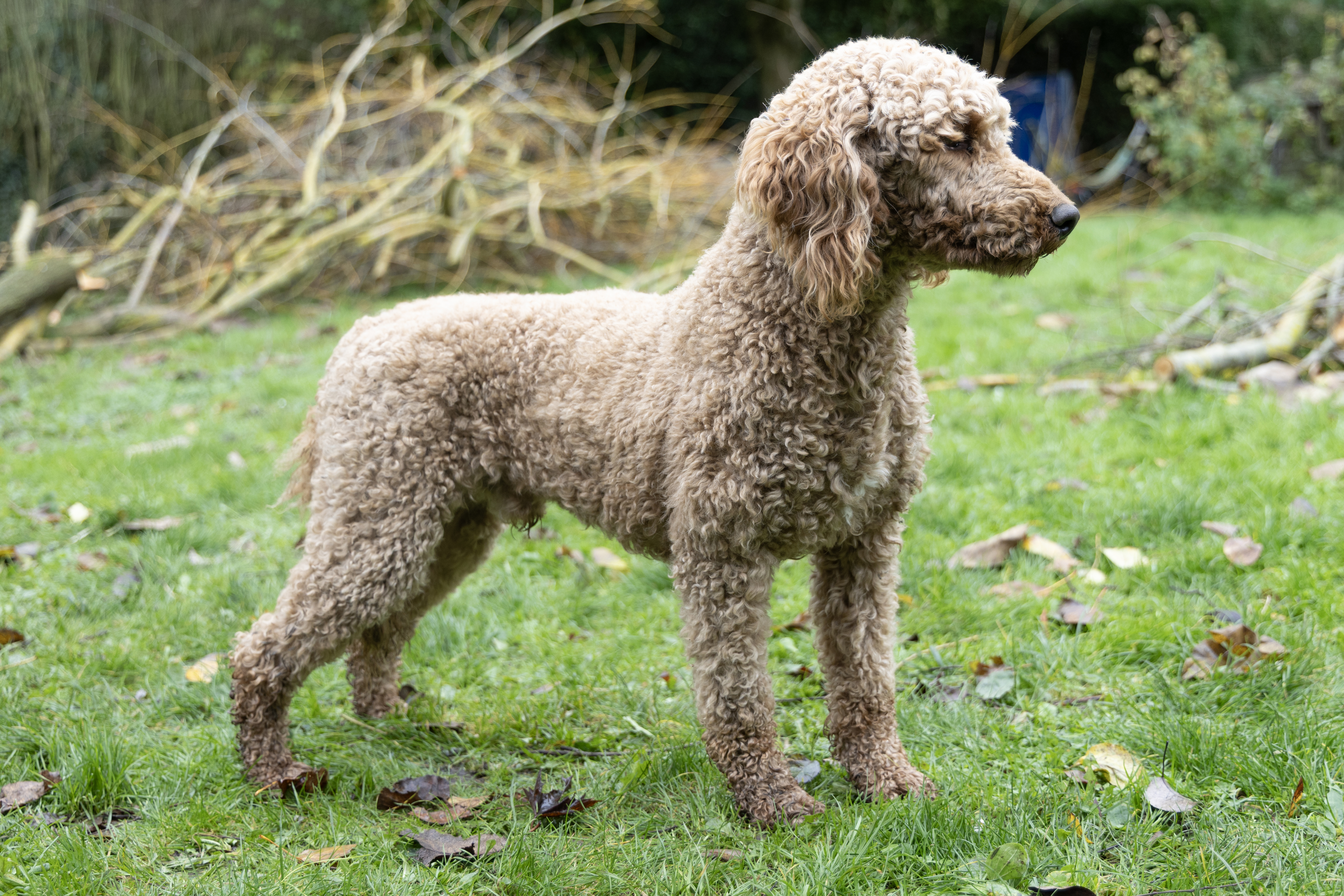 caniche royal oui oui