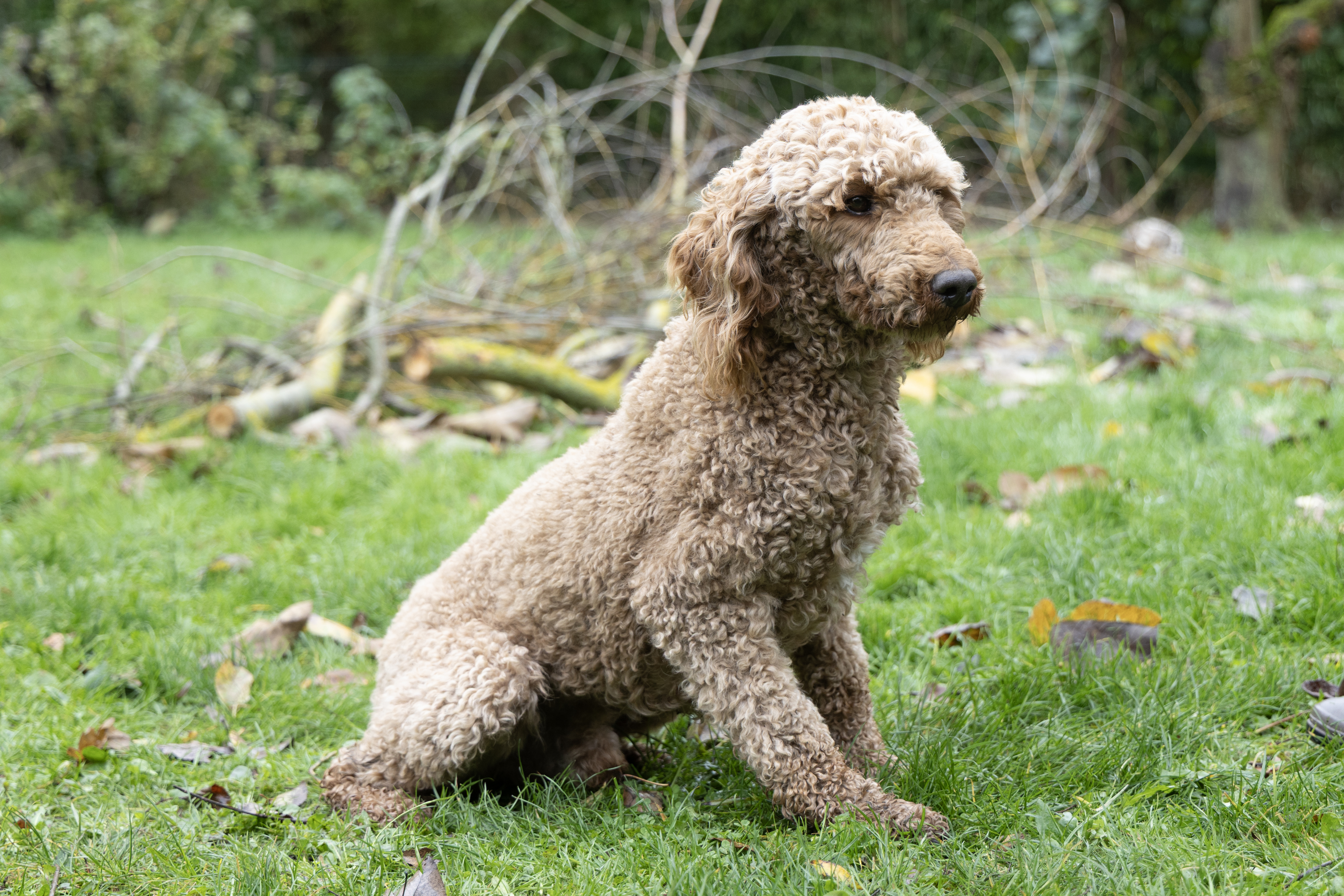 caniche royal oui oui