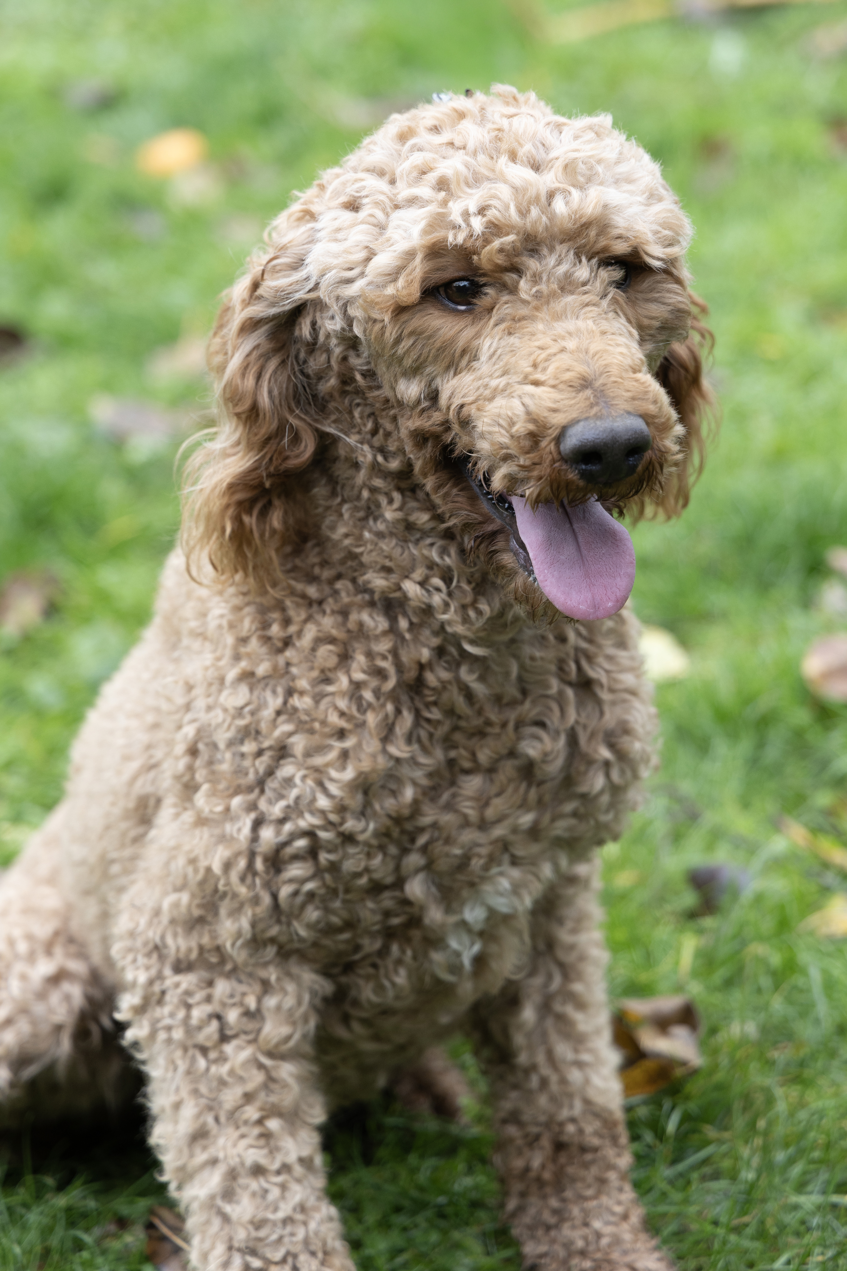 caniche royal oui oui
