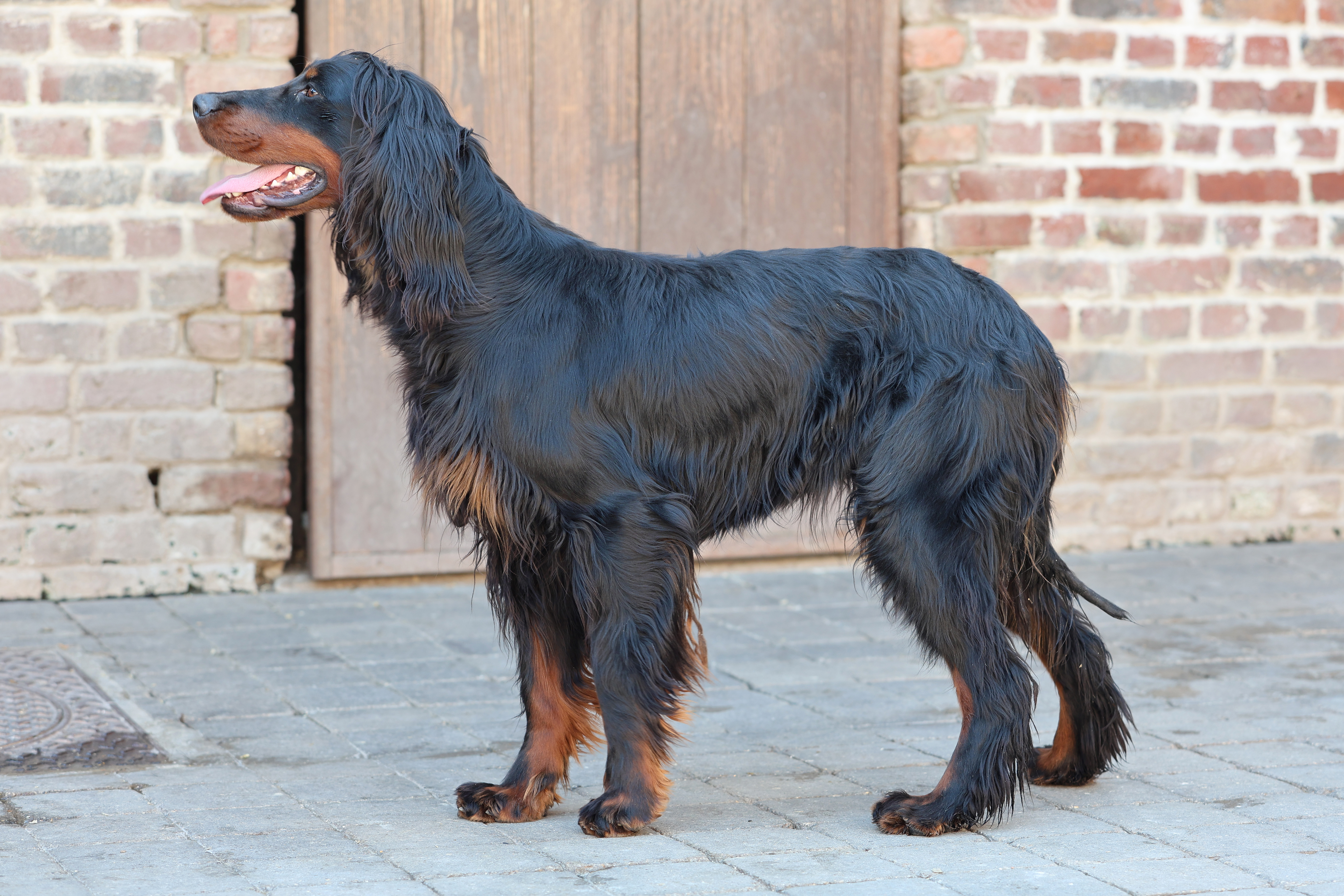 upsa setter