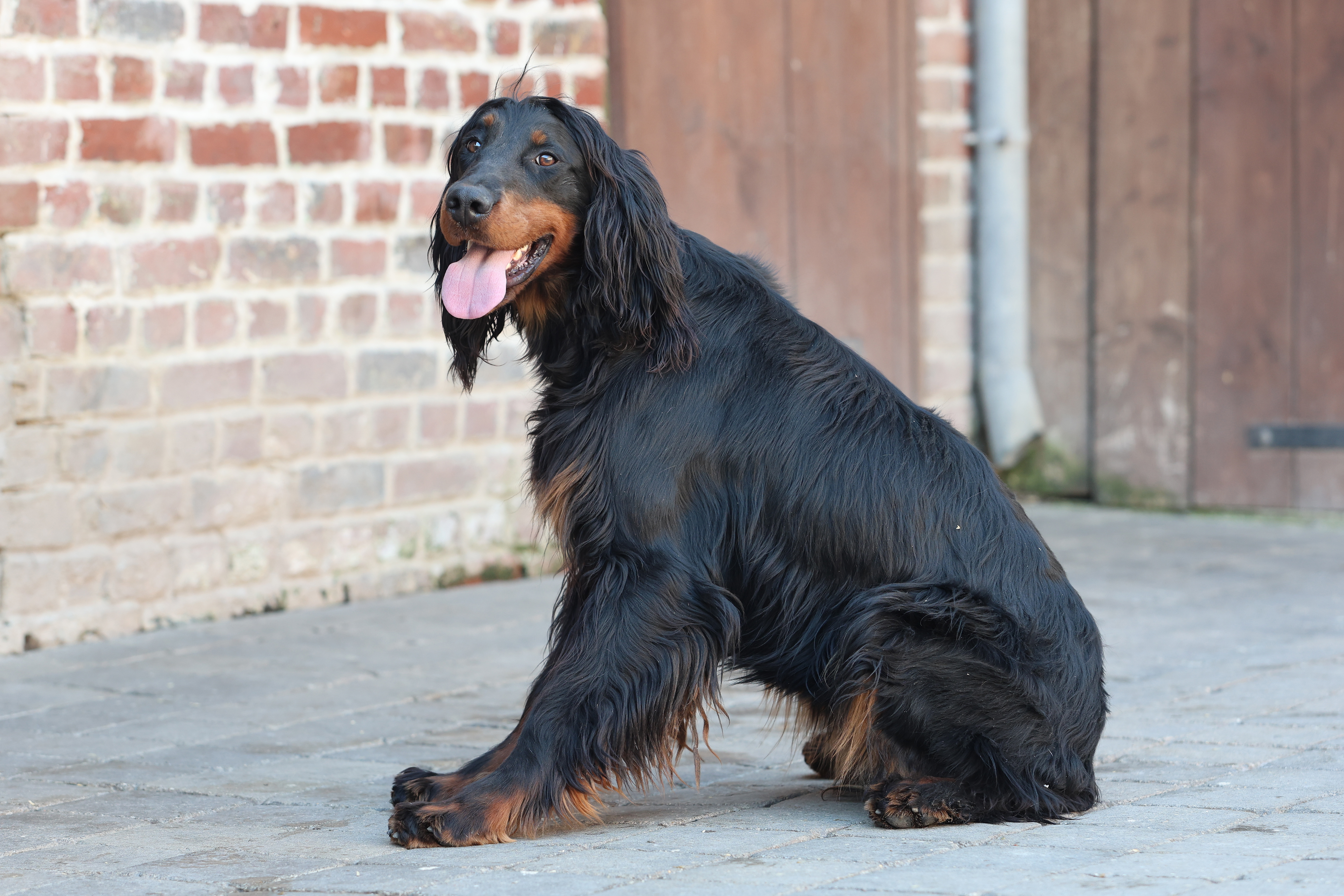 upsa setter
