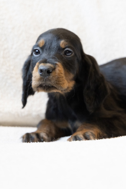 chiot 029 femelle upsa setter