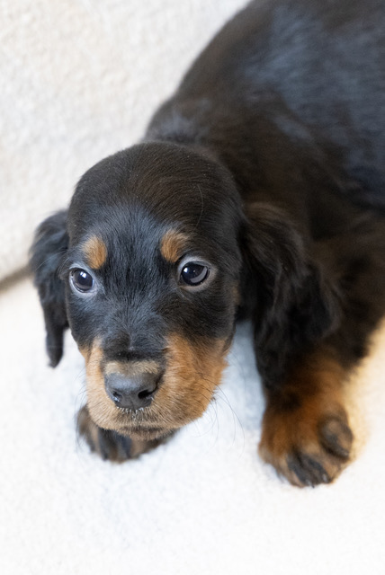 chiot 029 femelle upsa setter