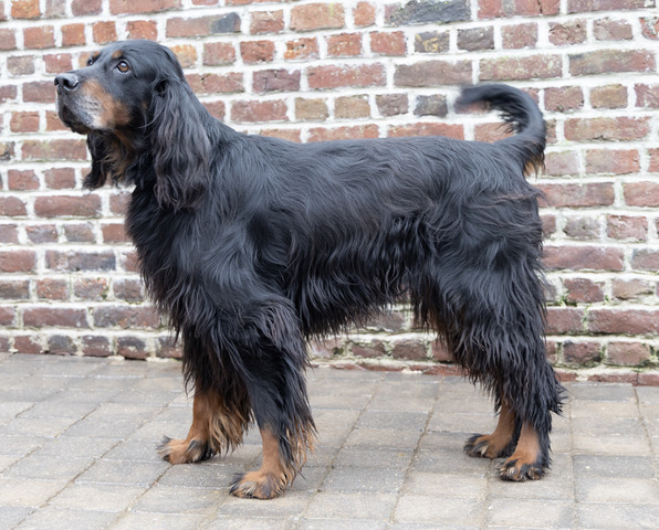 nestor mâle setter gordon