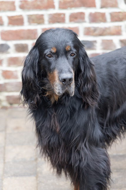 nestor mâle setter gordon
