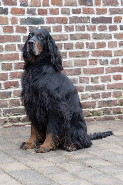 nestor mâle setter gordon
