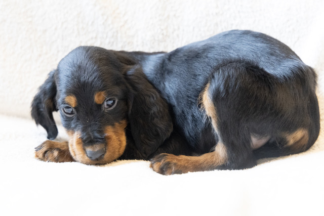 chiot 822 femelle upsa setter