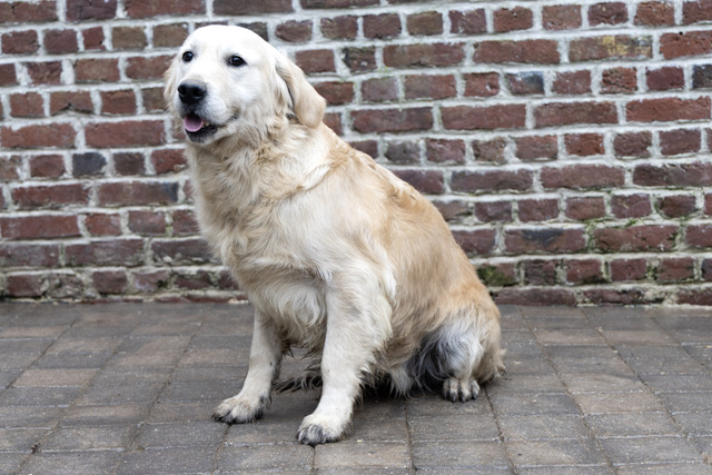 sony golden retriever