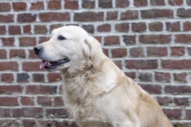 sony golden retriever