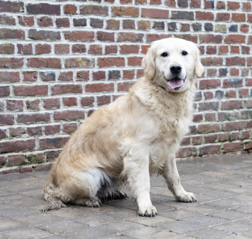 sony golden retriever