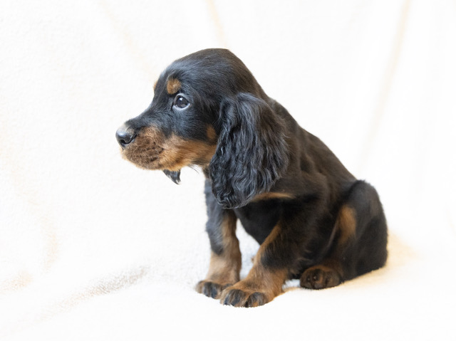 chiot 679 mâle upsa setter
