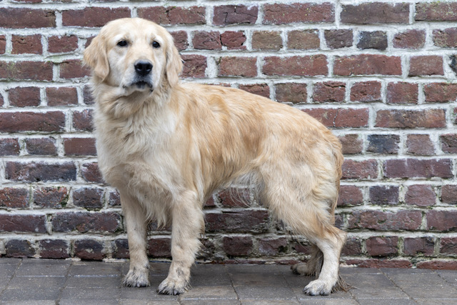 sany golden retriever
