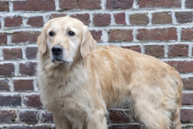 sany golden retriever