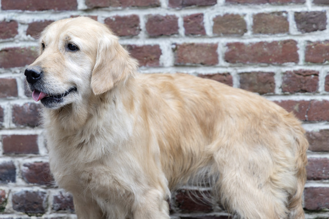 sany golden retriever