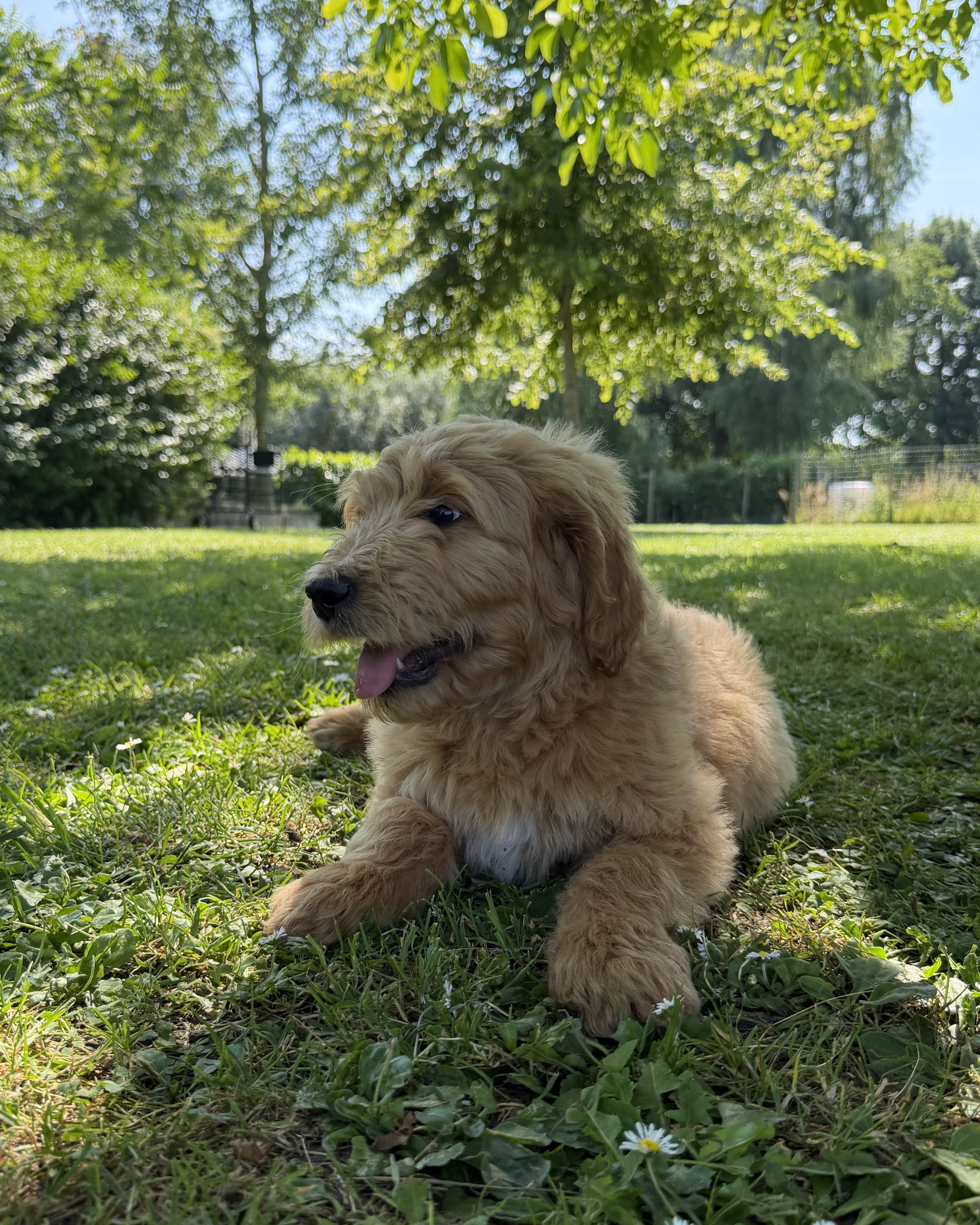 Photo 4 chiot mâle Goldendoodle 771