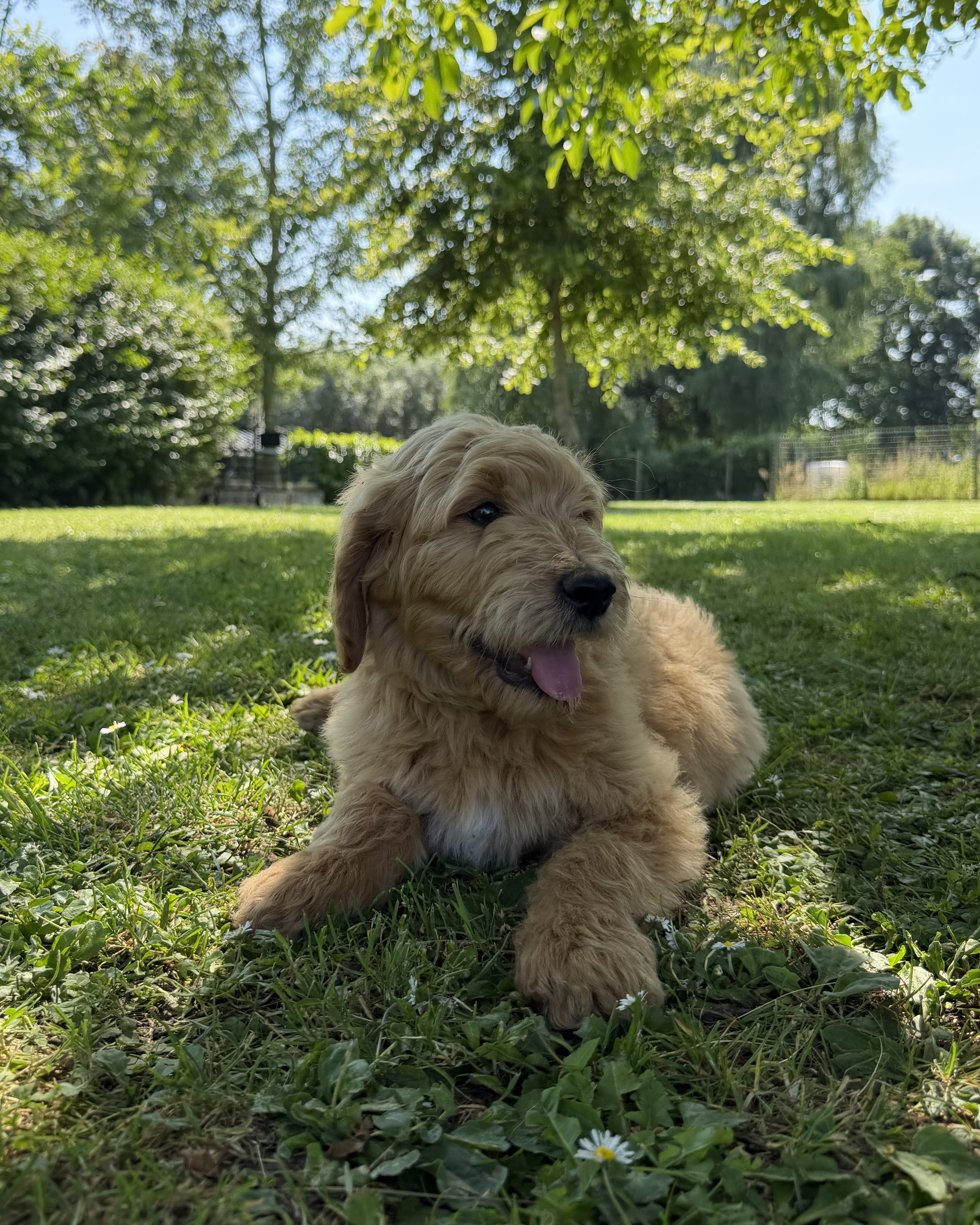 Photo 1 chiot mâle Goldendoodle 771