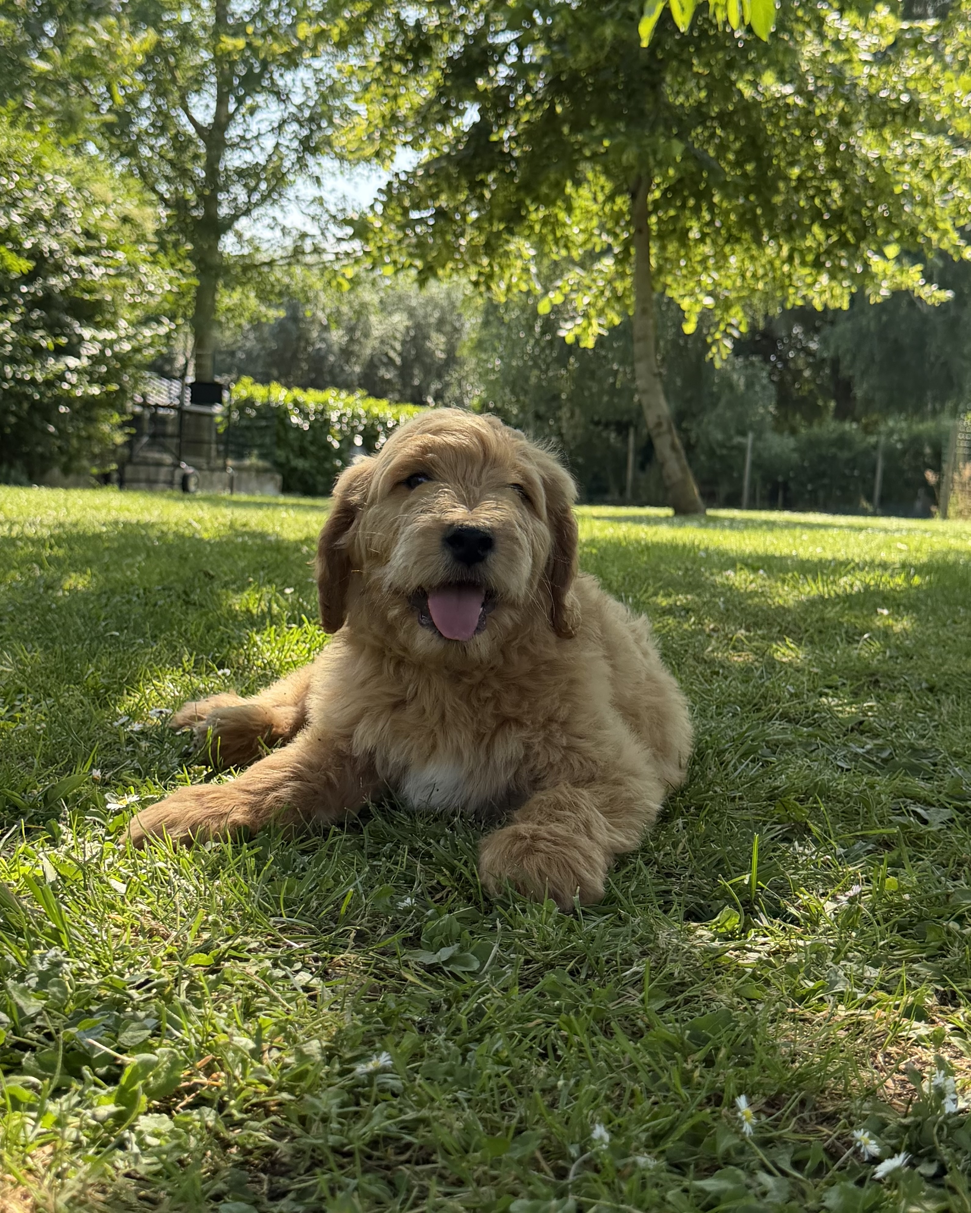 Photo 5 chiot mâle Goldendoodle 771