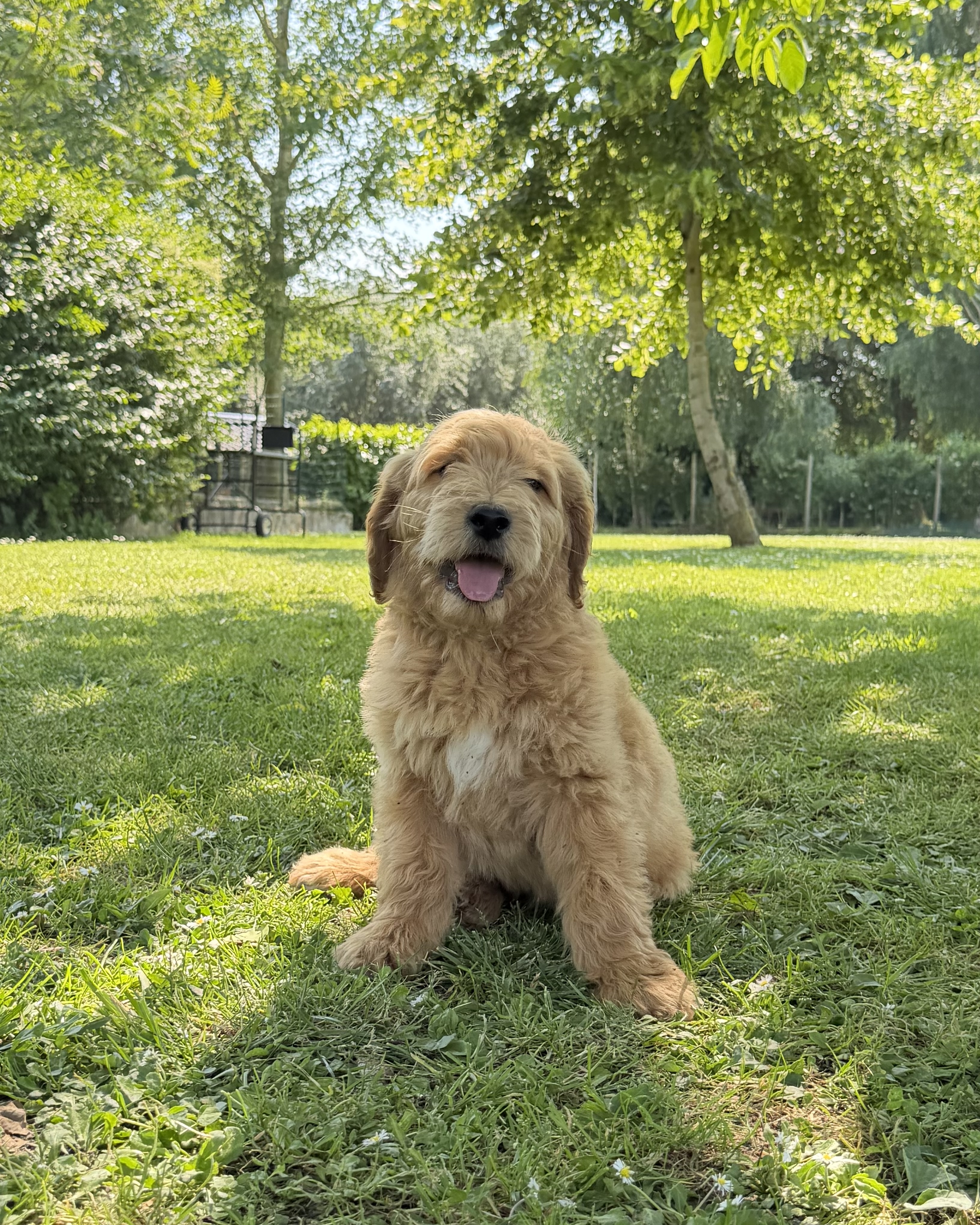 Photo 3 chiot mâle Goldendoodle 771