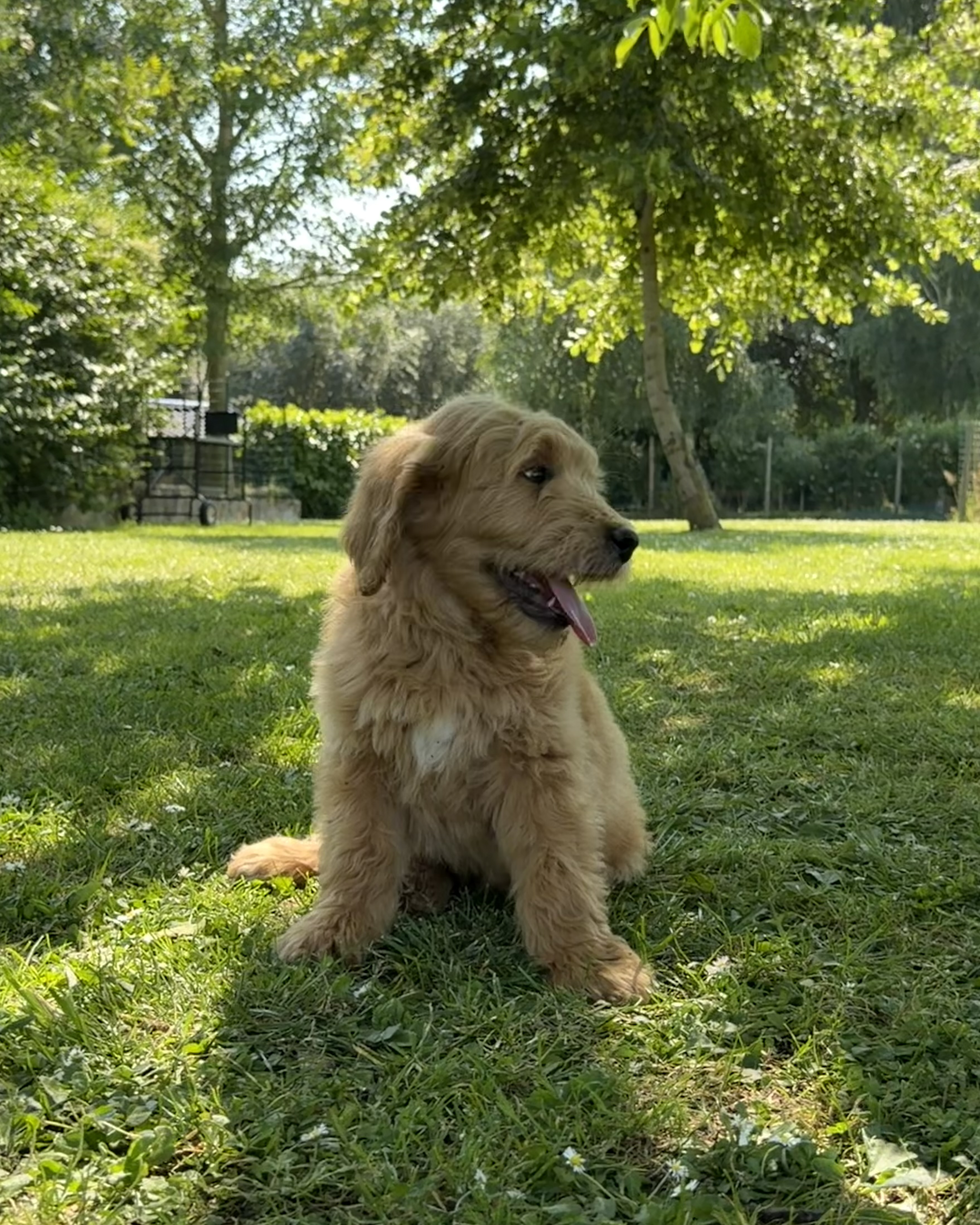 Photo 1 chiot mâle Goldendoodle 771